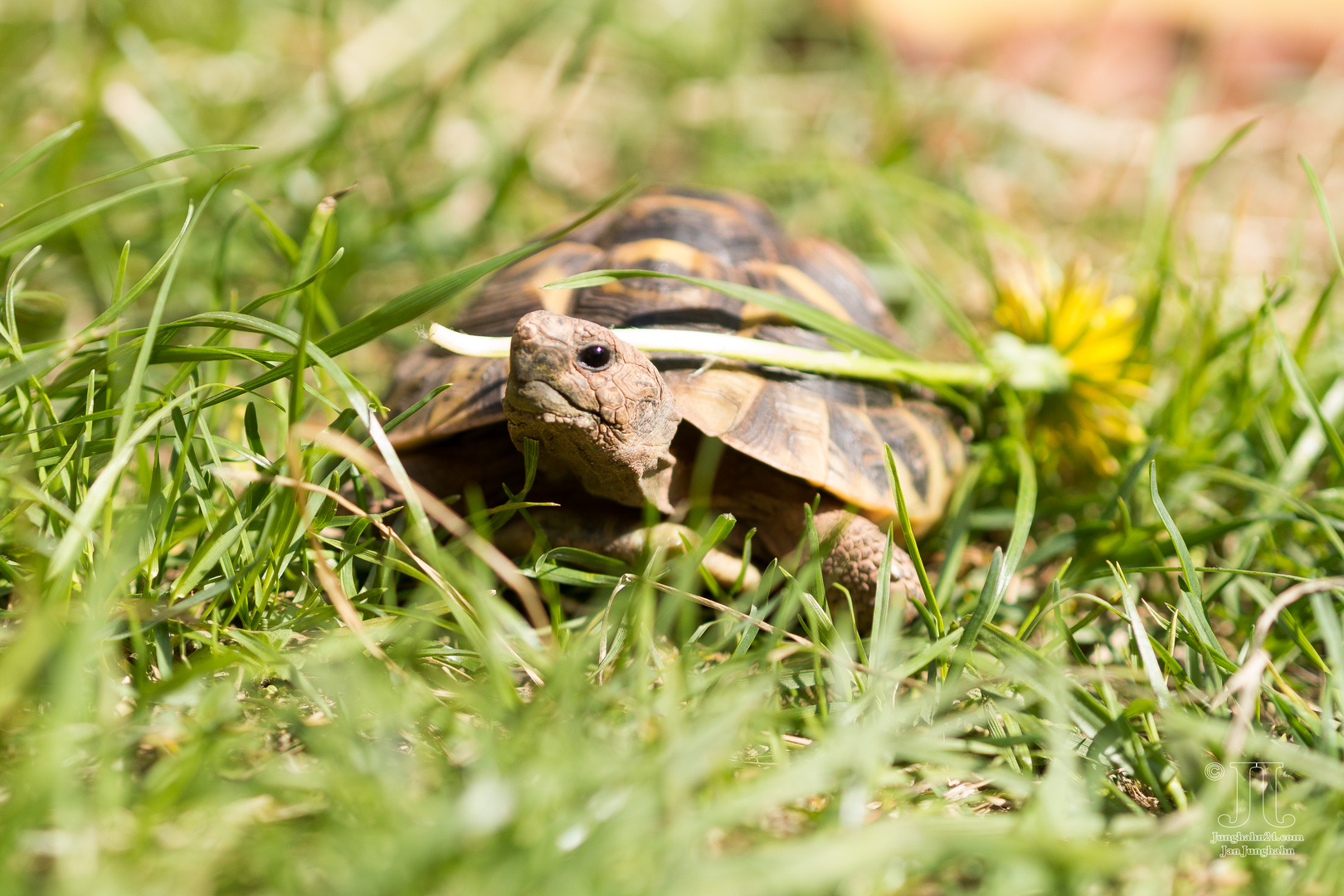 Speedy erobert den Garten