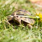 Speedy erobert den Garten