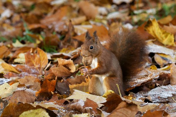 SPEEDY fait ces provisions 