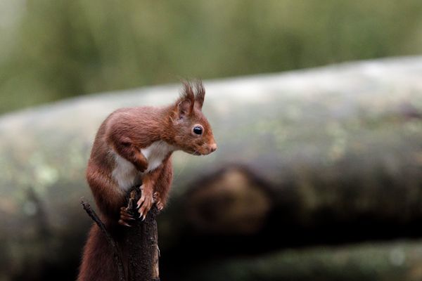 SPEEDY fait du charme