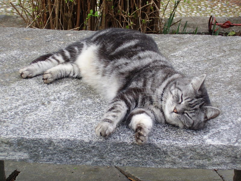 SPEEDY-FERIEN IM TESSIN