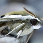 Speedy gallialis