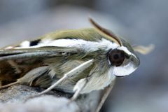 Speedy gallialis