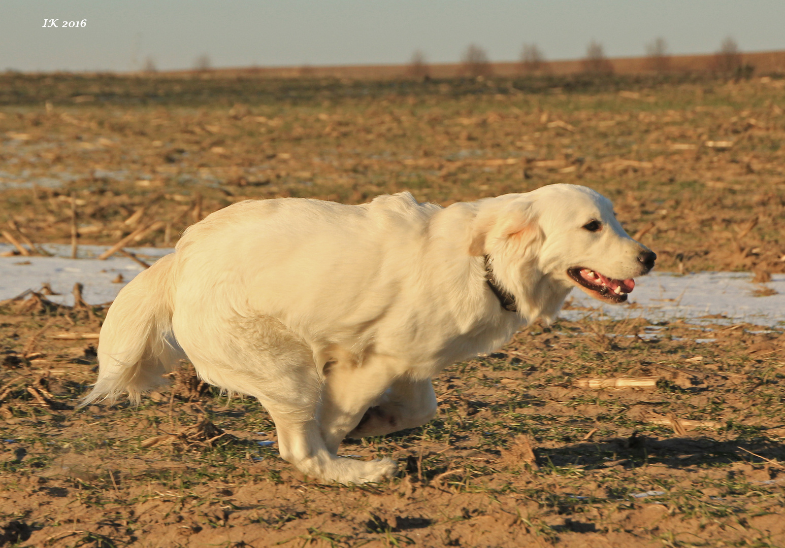 Speedy Gonzales