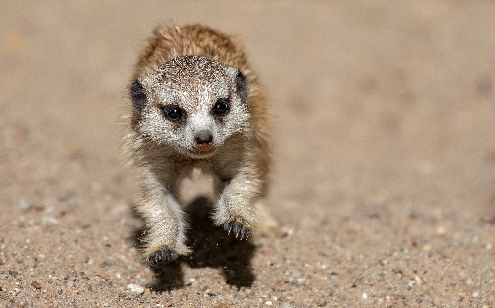 Speedy Gonzales