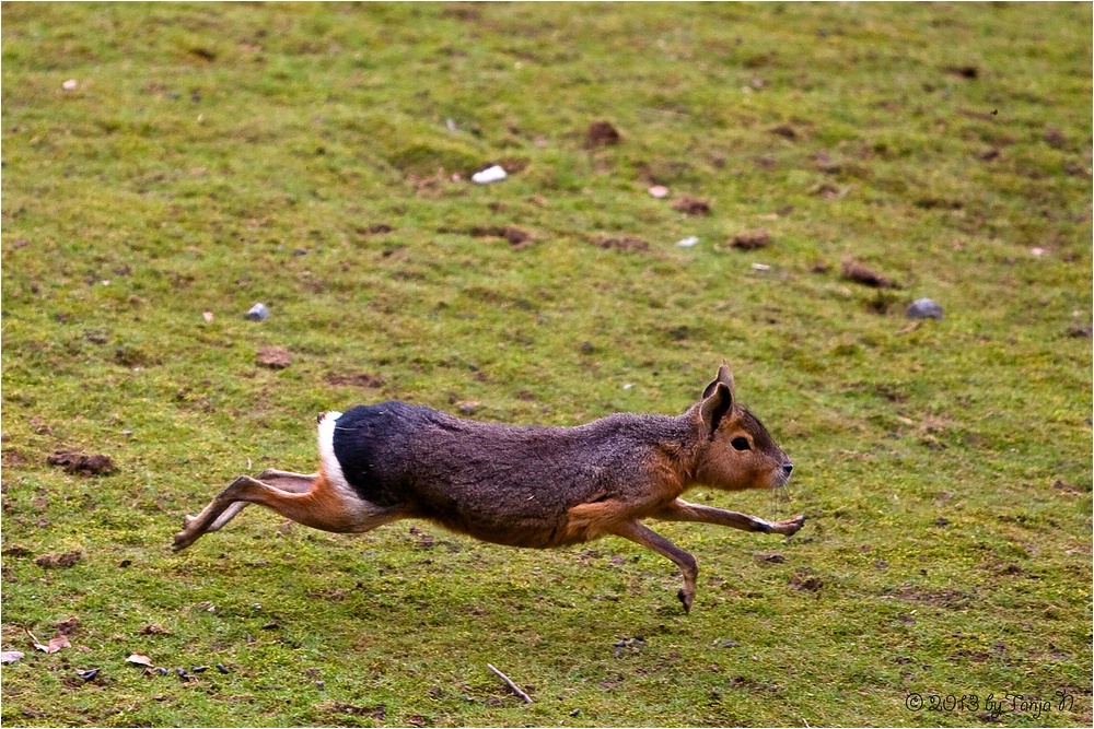 Speedy Gonzales