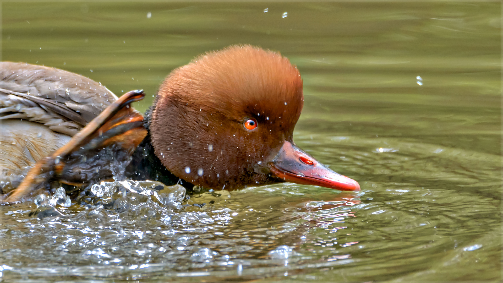 speedy gonzales, die schnellste Ente im Teich ;))) Foto & Bild natur