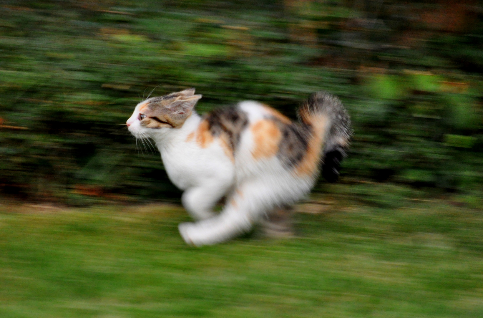 Speedy Gonzales, schnelle Katze