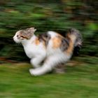 Speedy Gonzales, schnelle Katze