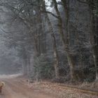 Speedy hört sich das gekreische der Krähen an