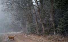 Speedy hört sich das gekreische der Krähen an