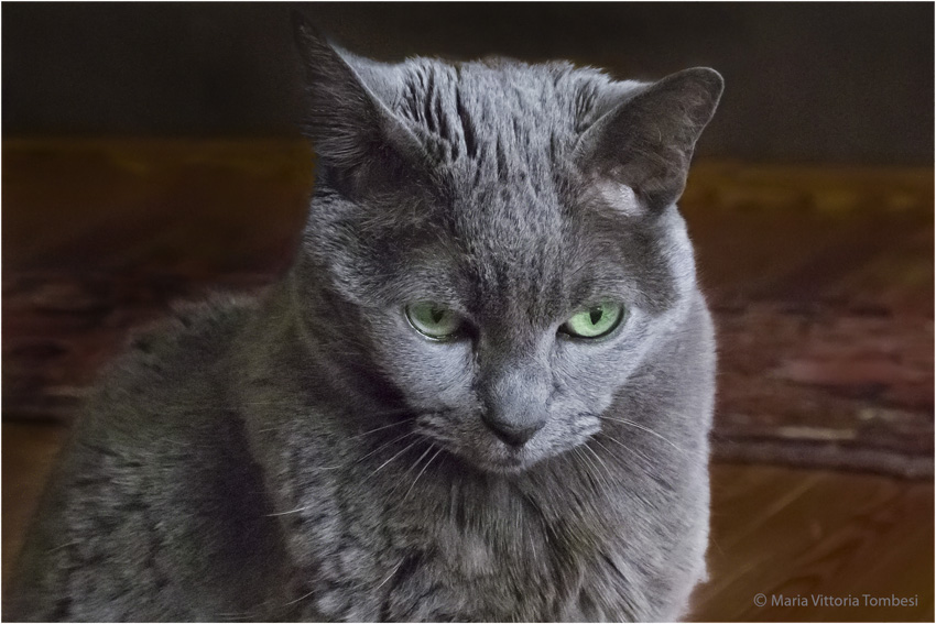 Speedy, il mio gatto