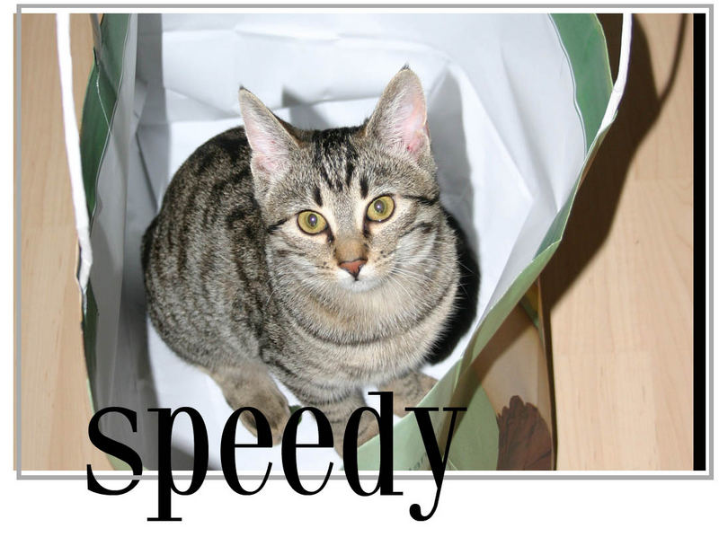 Speedy im Sack - 2