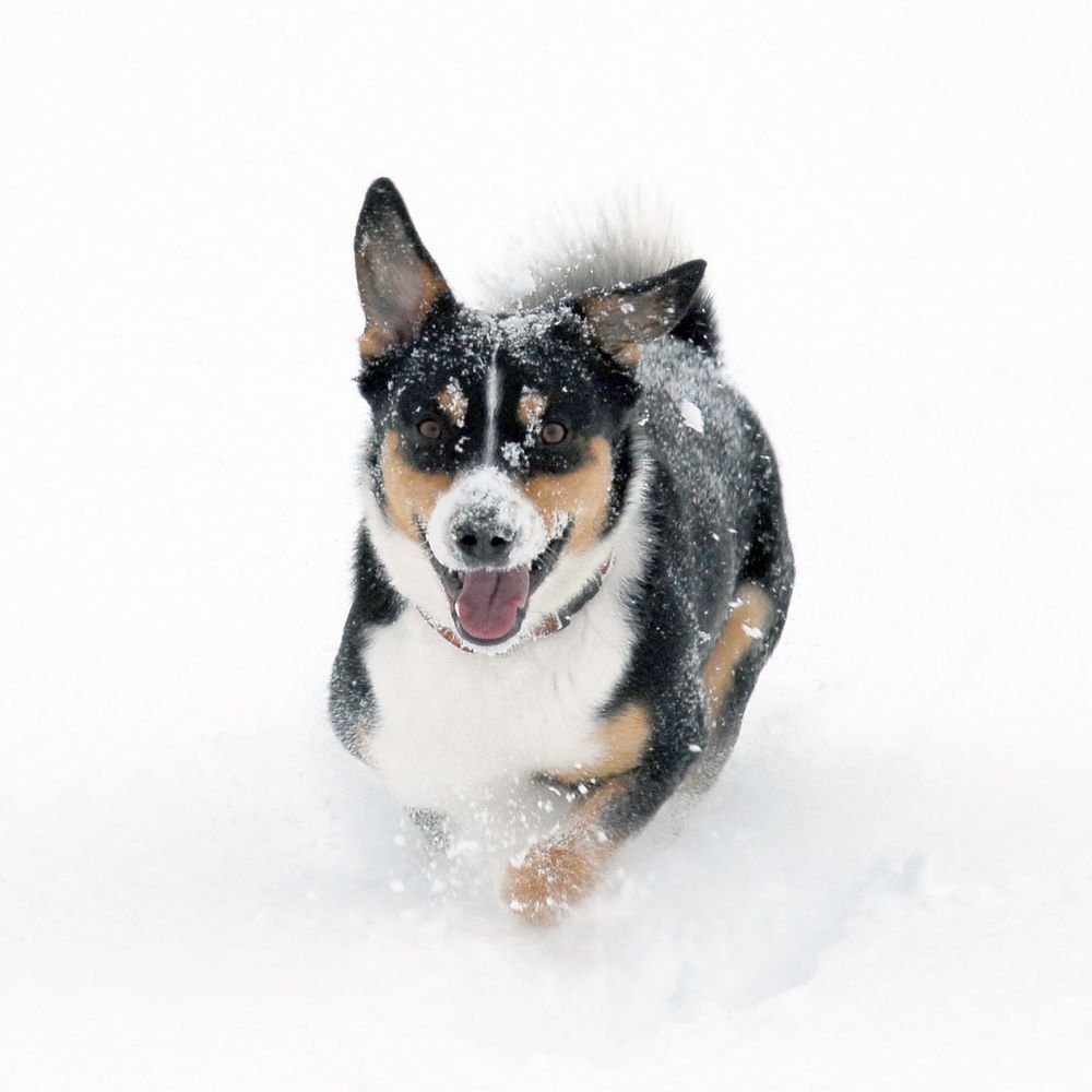 Speedy im Schnee by Daniel Zaus 