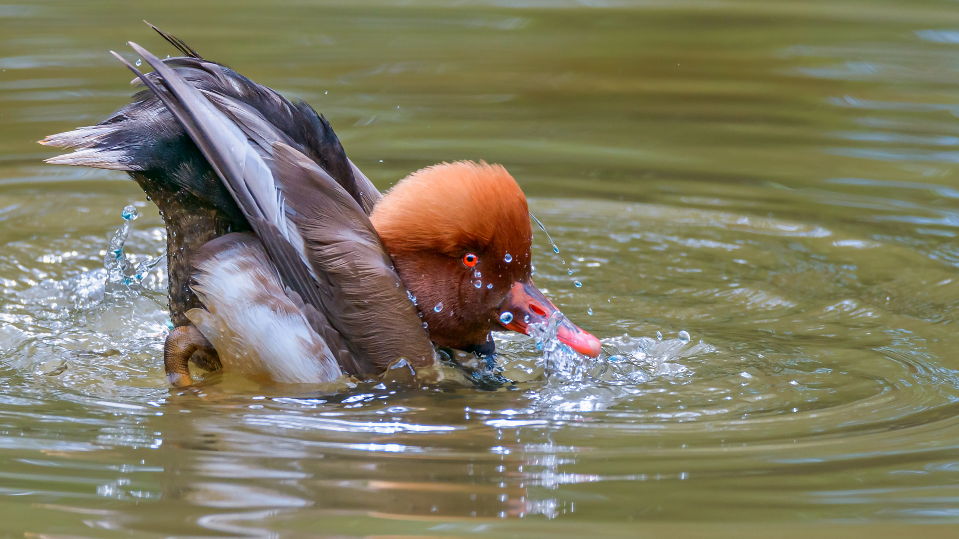 Speedy mal ganz anders Foto &amp; Bild | spezial, natur, vogel Bilder auf ...