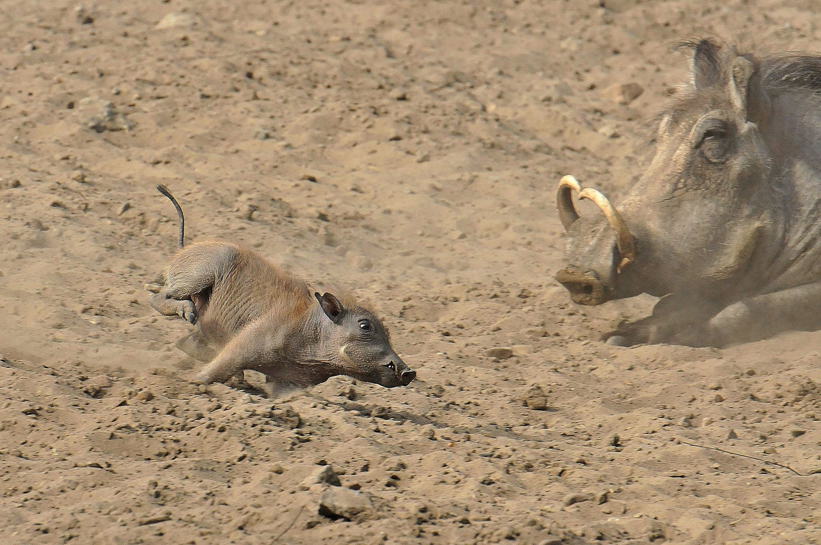 speedy piggy