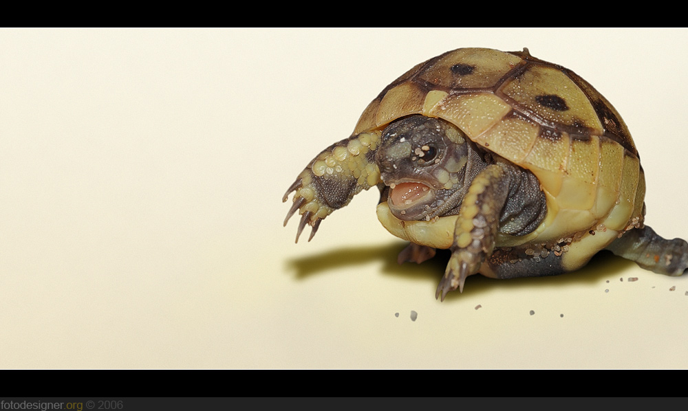 « speedy turtle »