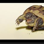 « speedy turtle »