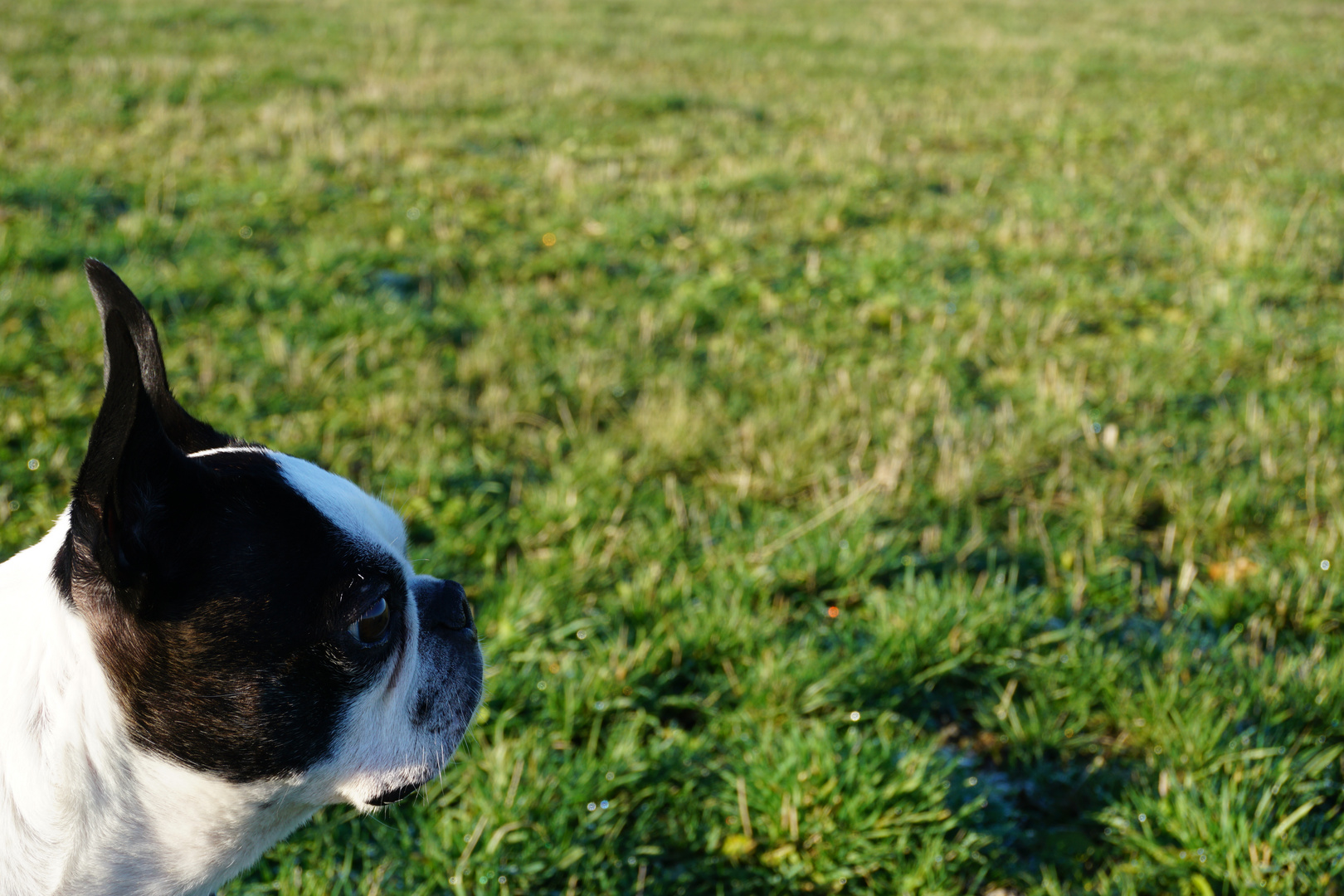 Speedy, unser kleiner Prinz. 