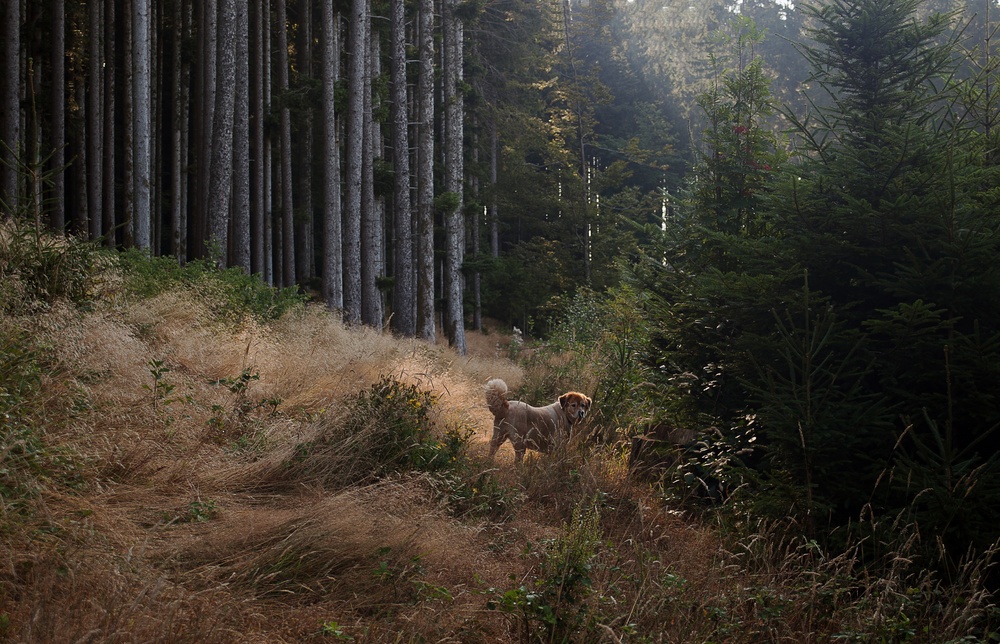 Speedy versteckt sich