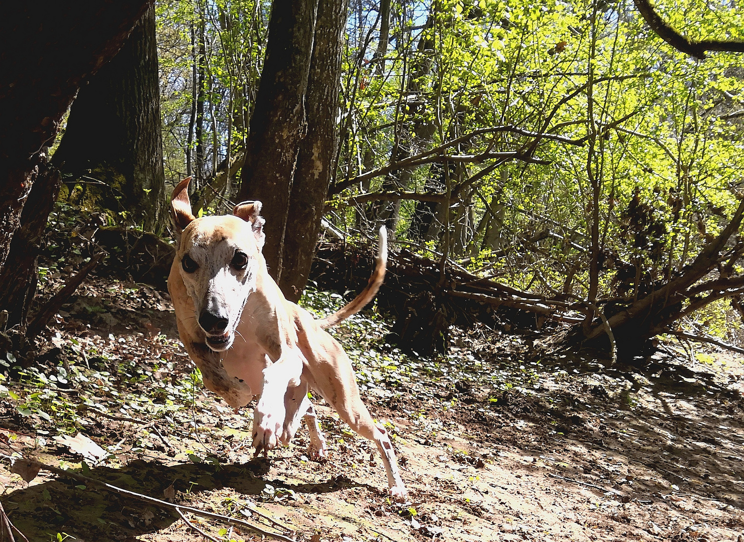 Speedy Whippet