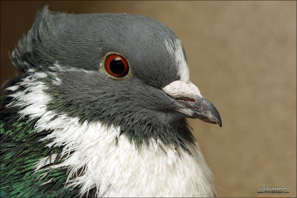 Speelderke im Portrait