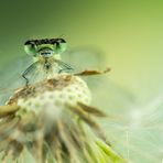 Speer-Azurjungfer – Coenagrion hastulatum