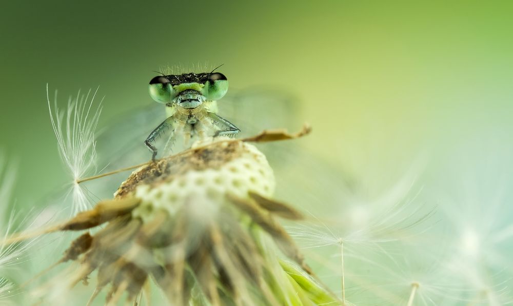 Speer-Azurjungfer – Coenagrion hastulatum