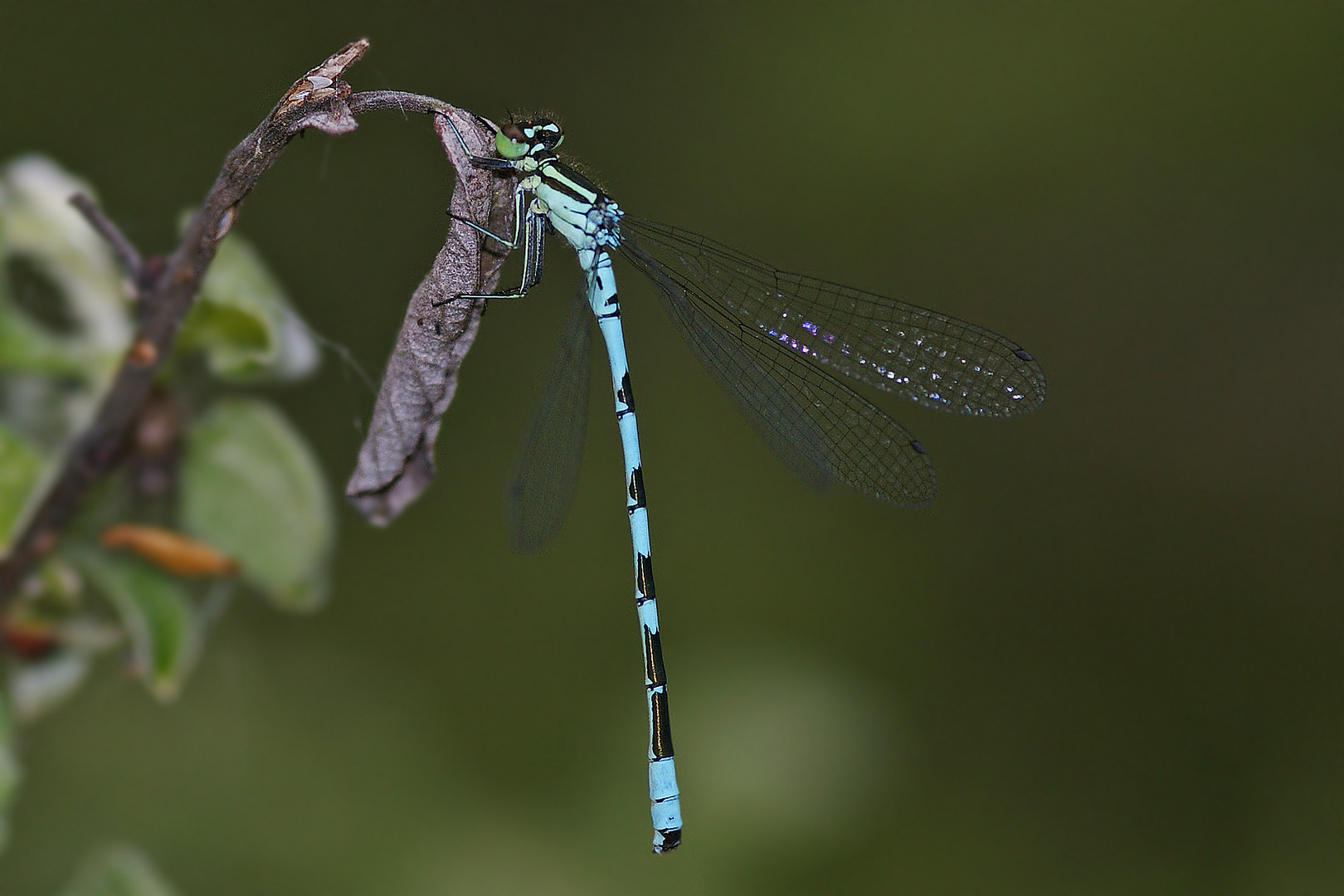 Speer-Azurjungfer (Coenagrion hastulatum), Männchen