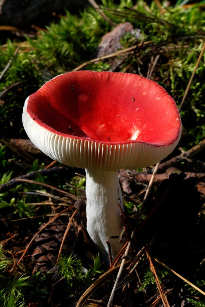 Spei Täubling Foto & Bild pflanzen, pilze & flechten, pilze