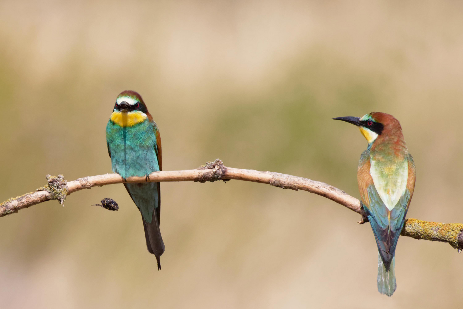 Speiballen -  Bienenfressen ( Merops apiaster) 