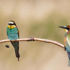 Speiballen -  Bienenfressen ( Merops apiaster) 