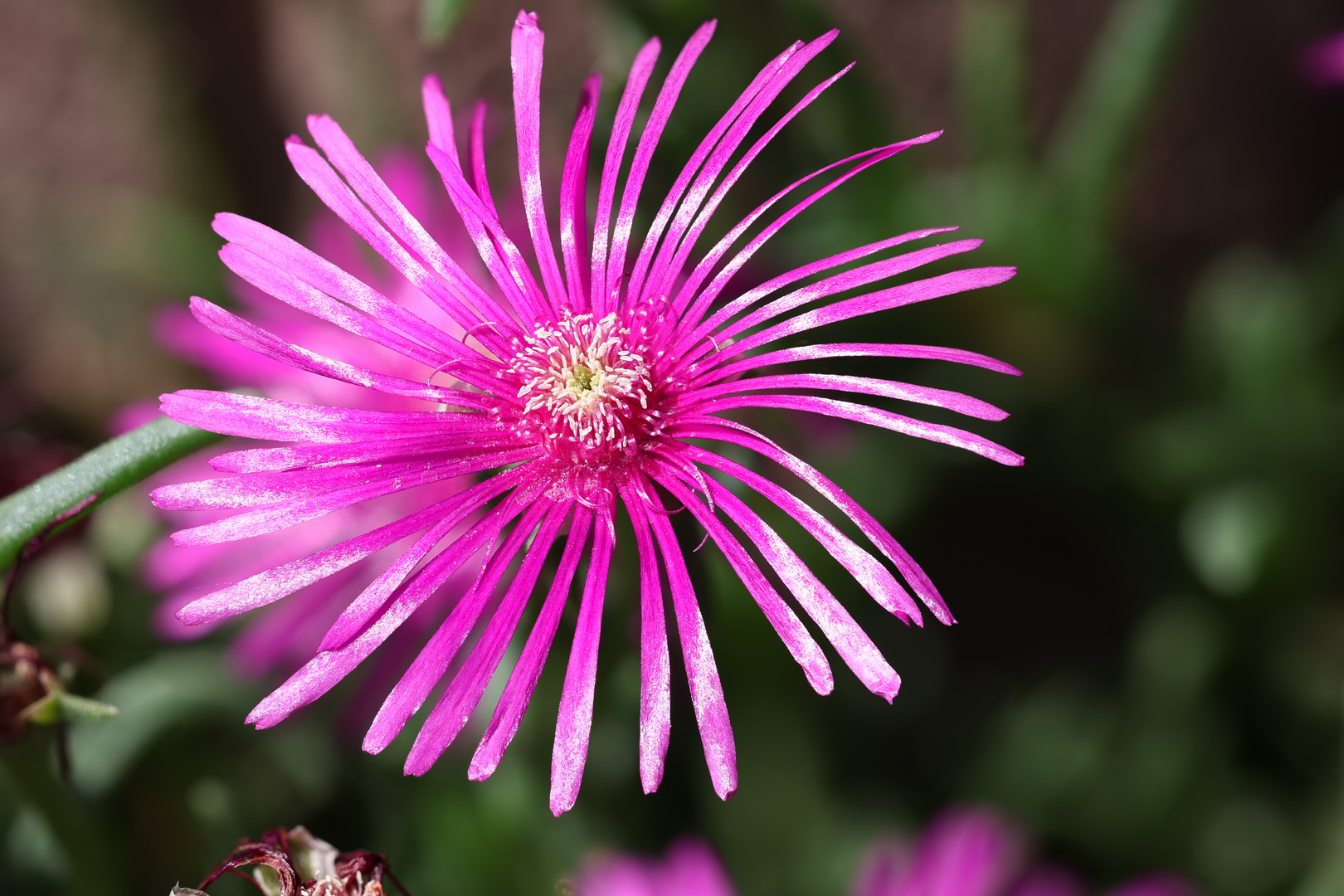 Speichenblume