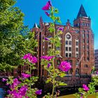 speicherstadt blumen