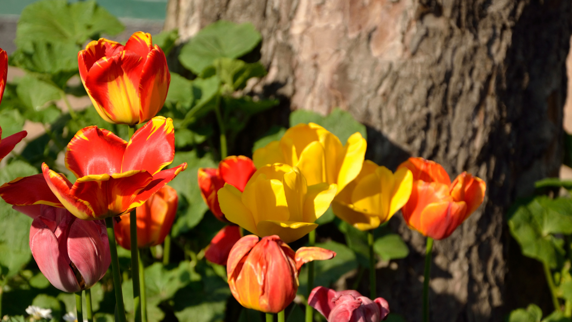 Speicherstadt Tulpen