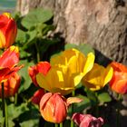 Speicherstadt Tulpen