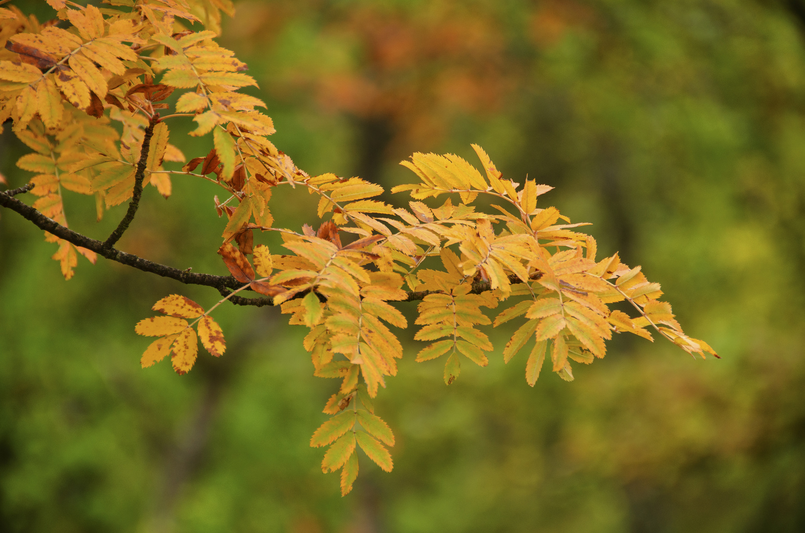 Speierling (Sorbus domestica)