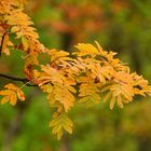 Speierling (Sorbus domestica)