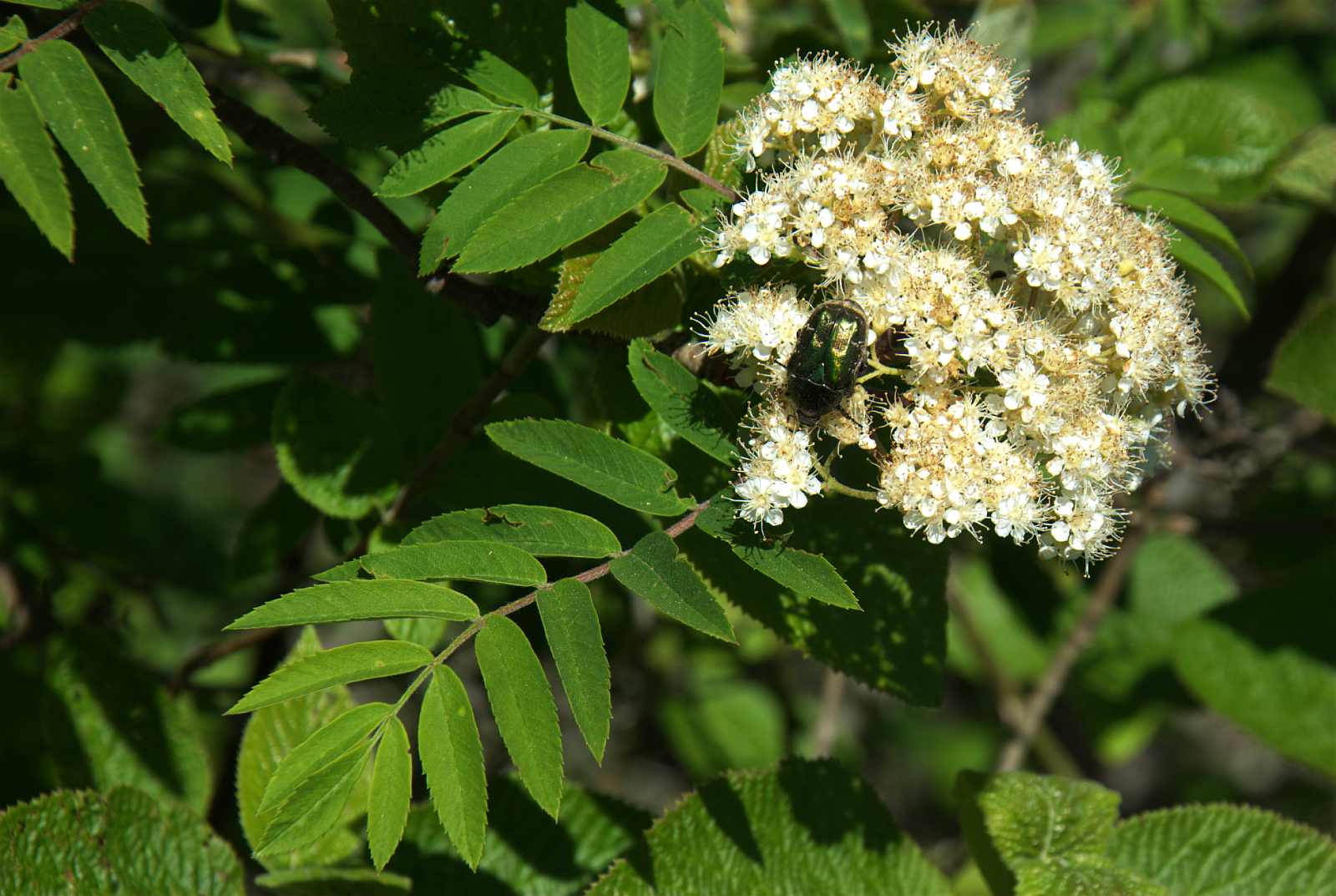 Speierling (Sorbus domestica) mit Rosenkäfer (Cetonia spec.)