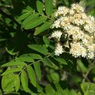 Speierling (Sorbus domestica) mit Rosenkäfer (Cetonia spec.)