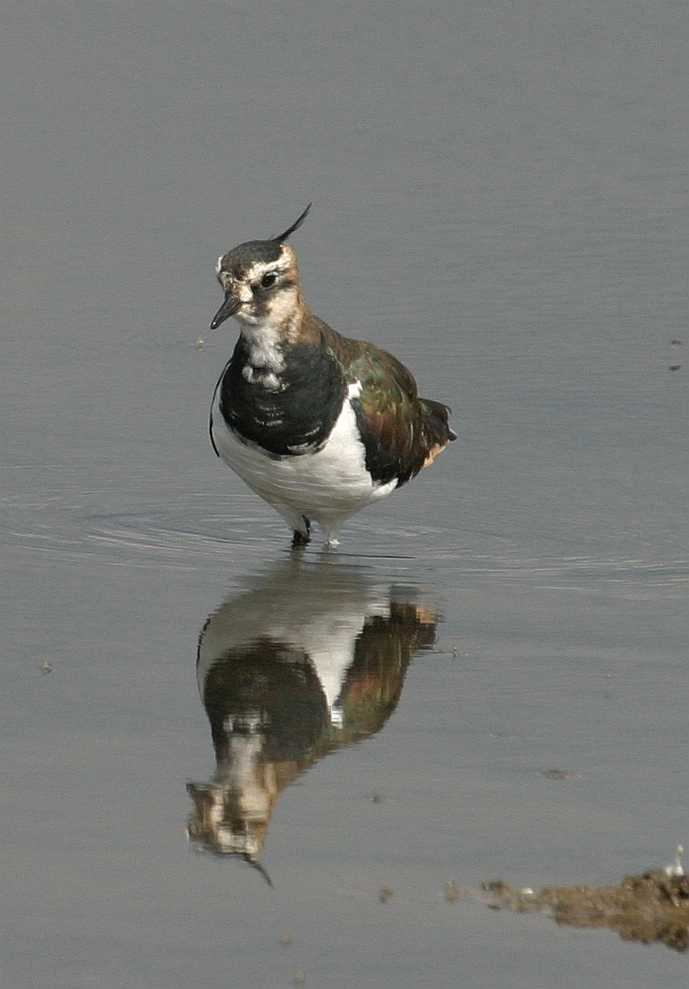 Speiglein Spieglein auf dem See, wer is die schönste Wasserfee