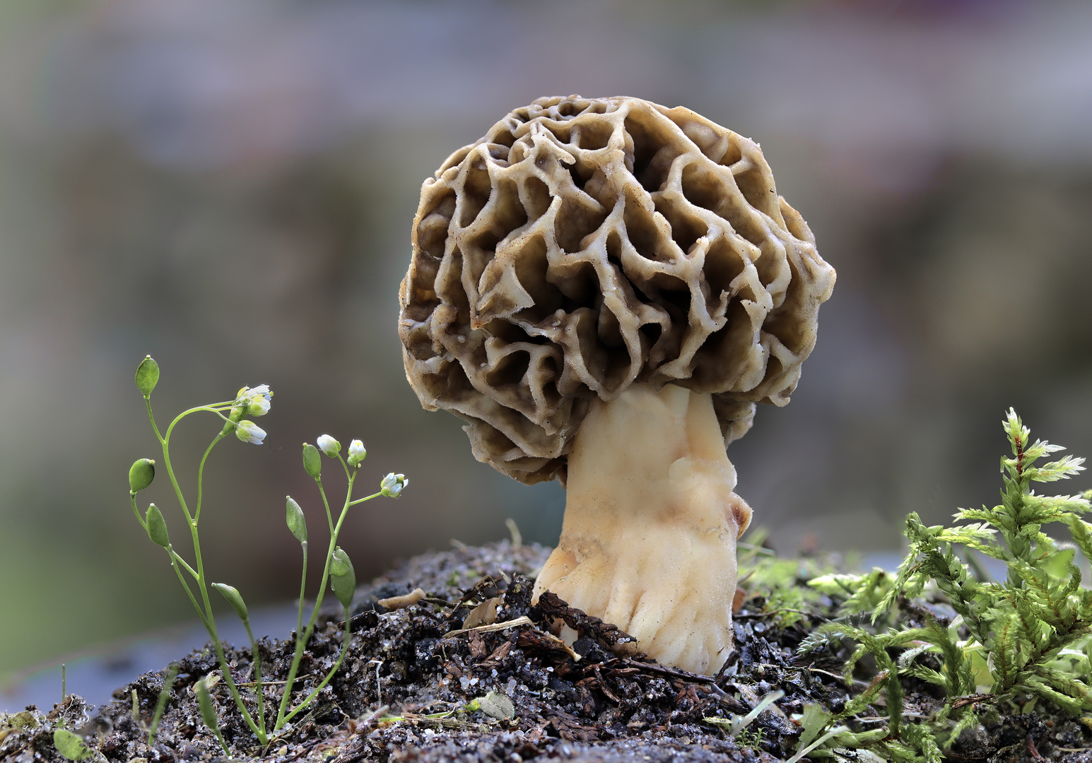 SpeiseMorchel Foto & Bild wald, makro, frühling Bilder auf