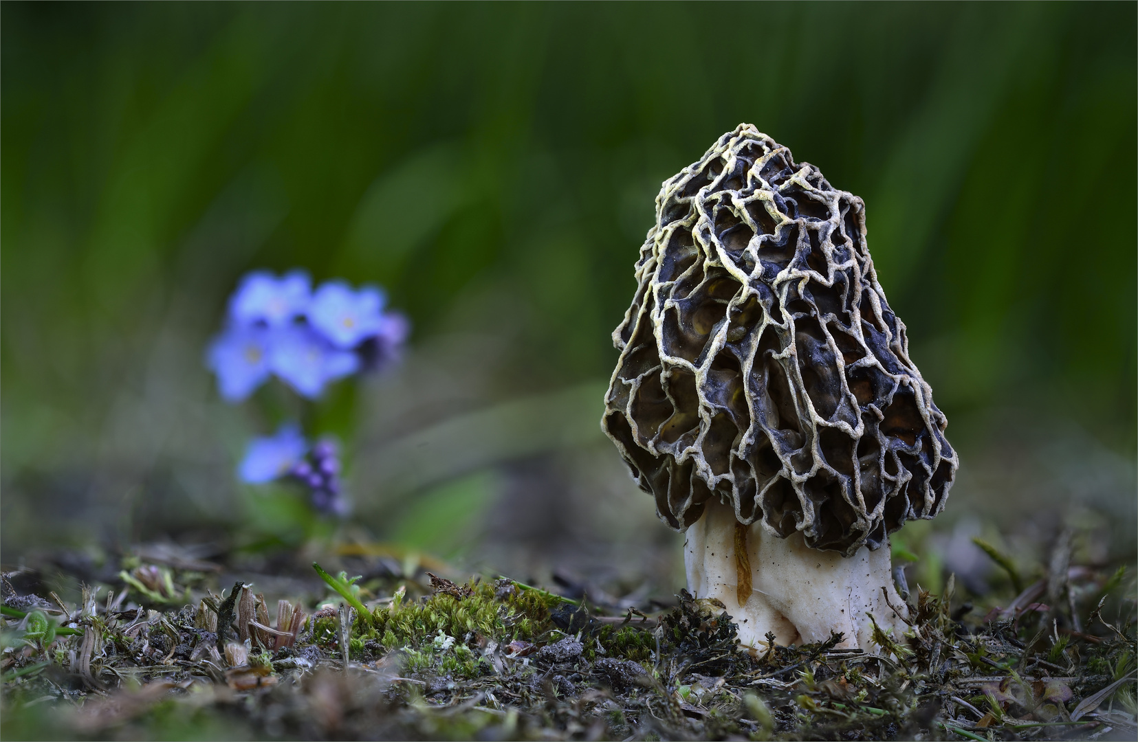 SpeiseMorchel Foto &amp; Bild pilze, natur, pflanzen Bilder