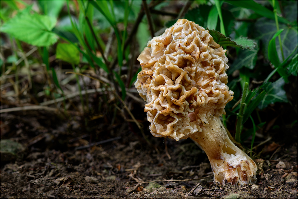 Speise-Morchel (Morchella esculenta)