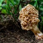 Speise-Morchel (Morchella esculenta)