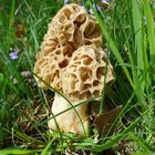 Speise-Morchel - Morchella esculenta