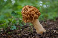 Speise-Morchel (Morchella esculenta)