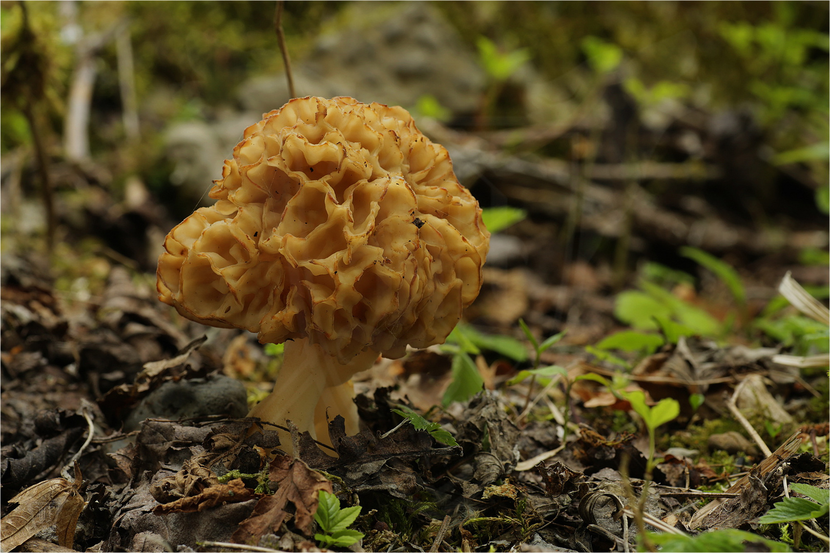 Speise-Morchel (Morchella esculenta)