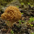 Speise-Morchel (Morchella esculenta)