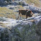 Speiseeisherstellung am großen San.Bernhard